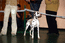 Ева - 1год на моно далматинов
